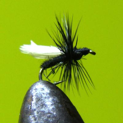 Black Gnat