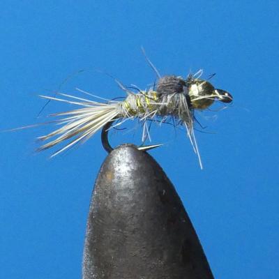 Gold Ribbed Hare's Ear