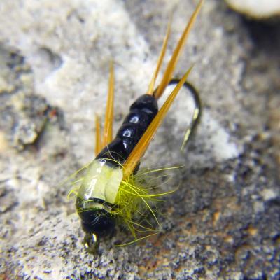 Stone Fly