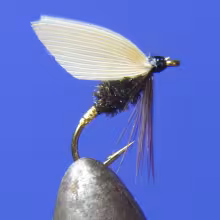 Coachman