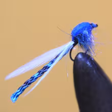 Damsel Fly