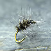 Griffiths Gnat