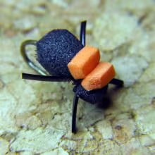 Foam Beetle
